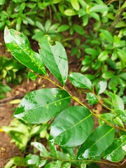 Glochidion rubrum