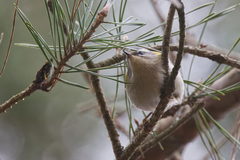 Regulus ignicapilla