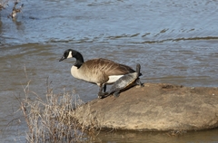 Pseudemys concinna