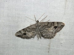 Alcis deversata