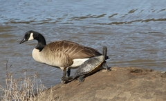 Pseudemys concinna