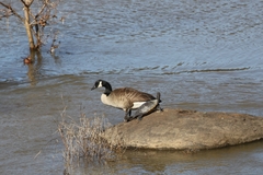 Pseudemys concinna