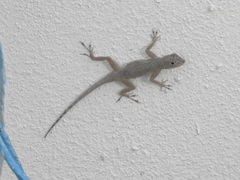 Anolis distichus