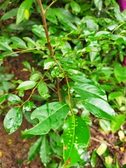 Glochidion rubrum