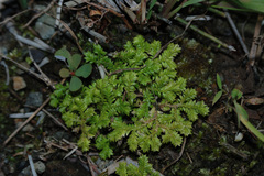 Selaginella ciliaris