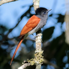 Terpsiphone viridis granti