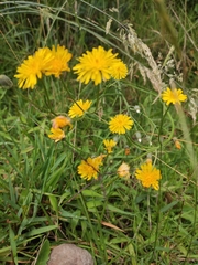 Crepis vesicaria