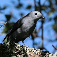 Coracina caesia caesia