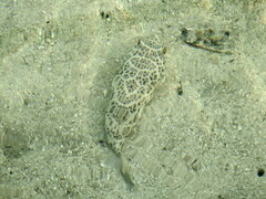 Sphoeroides testudineus