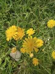 Crepis vesicaria