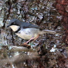 Apalis thoracica claudei
