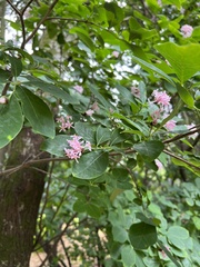 Dais cotinifolia
