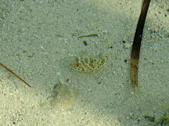 Sphoeroides testudineus