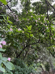 Dais cotinifolia