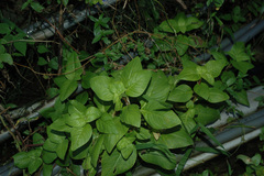 Limnophila rugosa