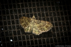 Chloroclystis mniochroa