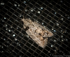 Etanna clopaea