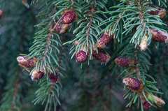 Picea × fennica