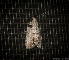 Etanna clopaea