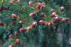 Picea × fennica