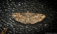 Mnesiloba eupitheciata