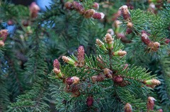 Picea × fennica