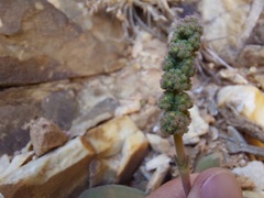 Crassula cotyledonis