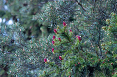 Picea × fennica