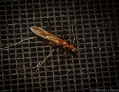 Leptomyrmex