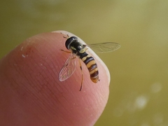 Ischiodon aegyptius