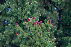 Picea × fennica