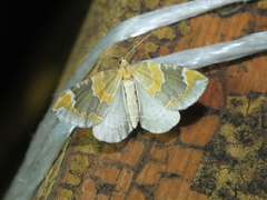 Eulithis pyropata