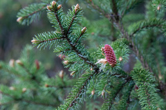 Picea × fennica