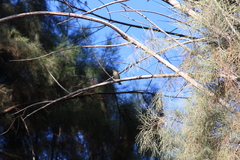 Vireo gilvus