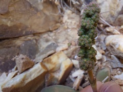 Crassula cotyledonis