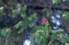Picea × fennica