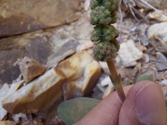 Crassula cotyledonis