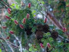 Picea × fennica