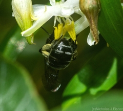 Leioproctus