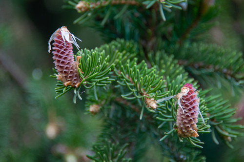 finnish spruce