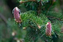 Picea × fennica