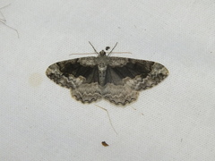 Alcis deversata