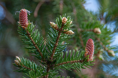 Picea × fennica