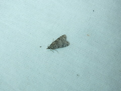 Eudonia truncicolella