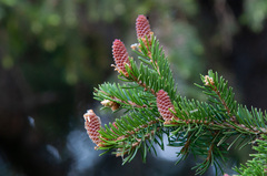 Picea × fennica