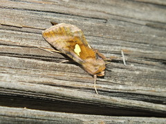 Autographa bractea
