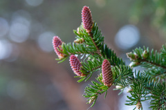 Picea × fennica