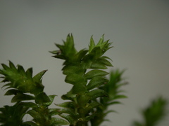 Selaginella ciliaris