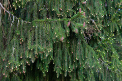 Picea × fennica