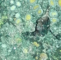 Caloplaca cerina